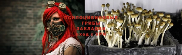 стаф Белокуриха